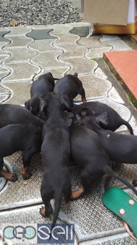 Dash dog puppys for sale 1 