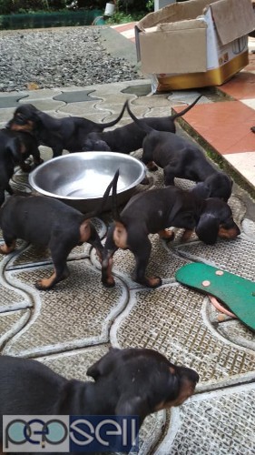 Dash dog puppys for sale 2 