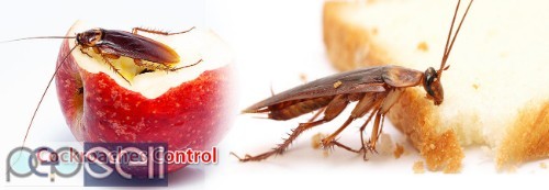 Termite Control 5 