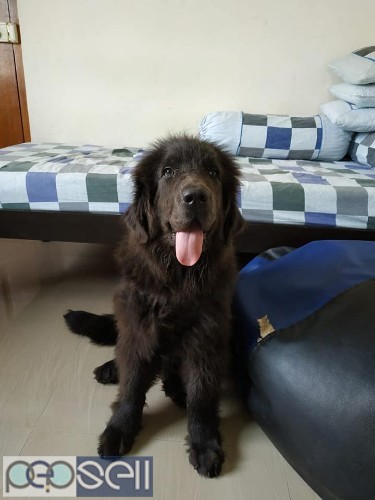 Newfoundland male 3months old puppy for sale 0 