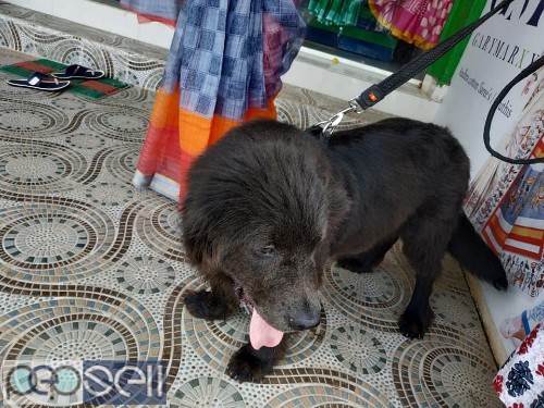 Newfoundland male 3months old puppy for sale 1 