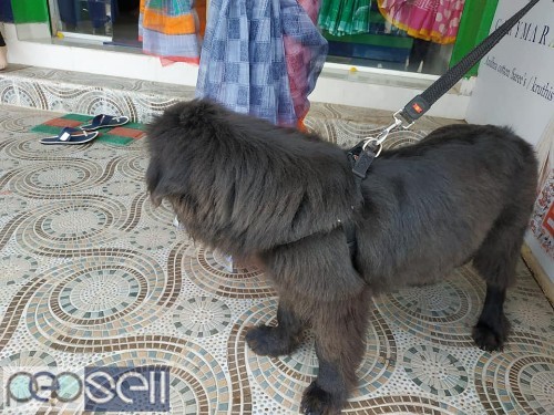 Newfoundland male 3months old puppy for sale 2 