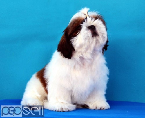 ADORABLE QUALITY SHIHTZU PUPPIES AVAILABLE IN BANGALORE  1 