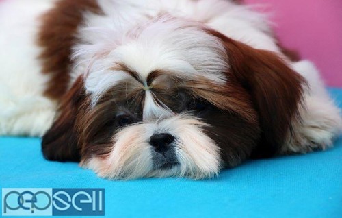 ADORABLE QUALITY SHIHTZU PUPPIES AVAILABLE IN BANGALORE  3 