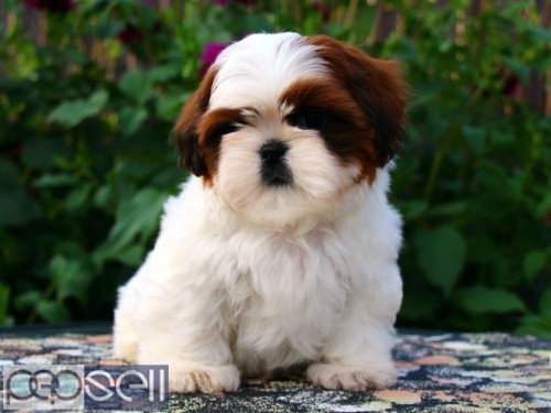 AWESOME QUALITY SHIHTZU PUPPIES AVAILABLE IN BANGALORE  0 