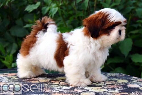 AWESOME QUALITY SHIHTZU PUPPIES AVAILABLE IN BANGALORE  2 