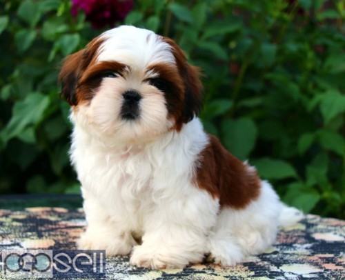 MARVELOUS QUALITY SHIHTZU PUPPIES AVAILABLE IN BANGALORE  0 