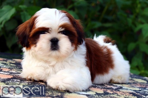 MARVELOUS QUALITY SHIHTZU PUPPIES AVAILABLE IN BANGALORE  1 