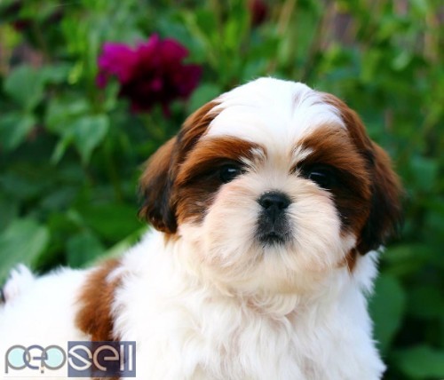 MARVELOUS QUALITY SHIHTZU PUPPIES AVAILABLE IN BANGALORE  2 
