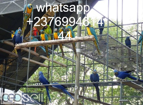  Green winged Macaws for sale whatsapp 0 