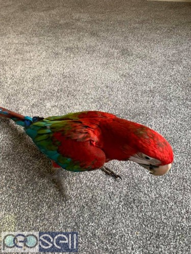  Green winged Macaws for sale whatsapp 1 