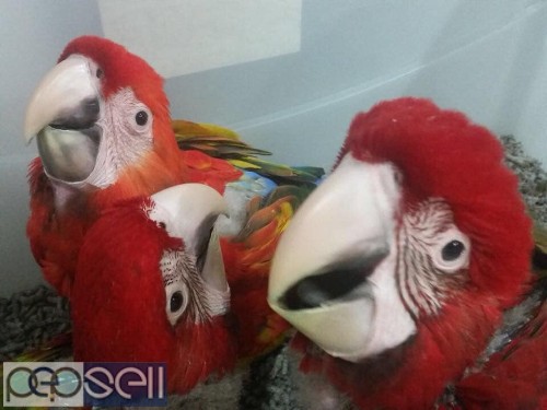  Green winged Macaws for sale whatsapp 3 