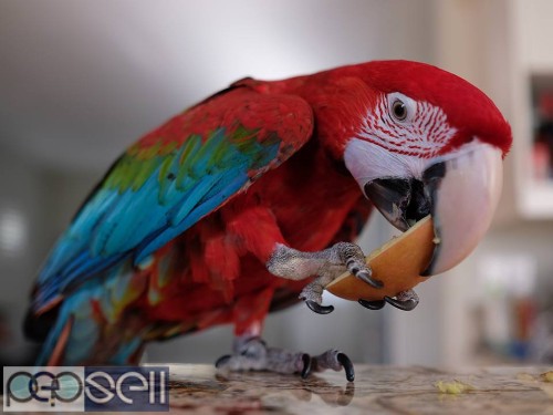  Green winged Macaws for sale whatsapp 4 
