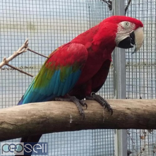  Green winged Macaws for sale whatsapp 5 