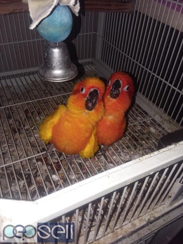 Sun conure Parrots for sale 3 