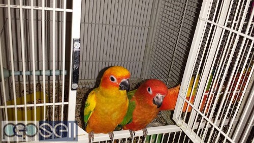 Sun conure Parrots for sale 4 