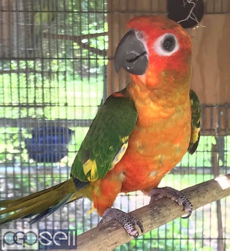Sun conure Parrots for sale 5 