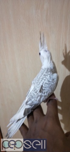 Hand Tamed Cockatiels for sale 1 