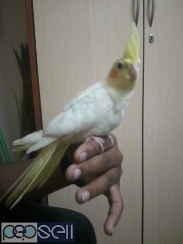 Hand Tamed Cockatiels for sale 2 