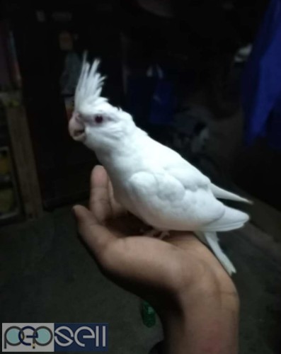 Hand Tamed Cockatiels for sale 3 