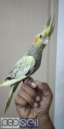 Hand Tamed Cockatiels for sale 4 