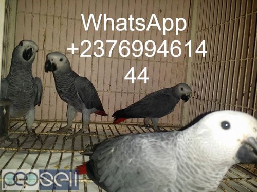 African grey parrots for sale whats-app us for more details  1 