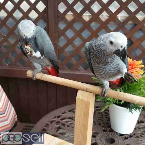 African grey parrots for sale whats-app us for more details  2 