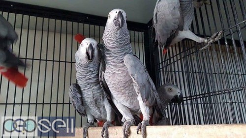 African grey parrots for sale whats-app us for more details  3 