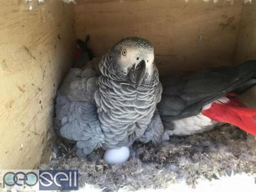 African grey parrots for sale whats-app us for more details  5 