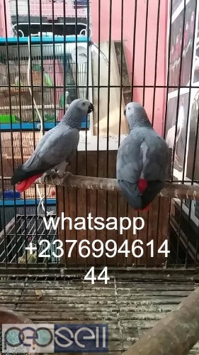 Christmas African grey parrots for sale check out contact below and whatsapp us  1 