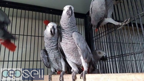 Christmas African grey parrots for sale check out contact below and whatsapp us  2 