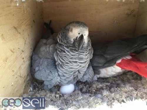 Christmas African grey parrots for sale check out contact below and whatsapp us  4 