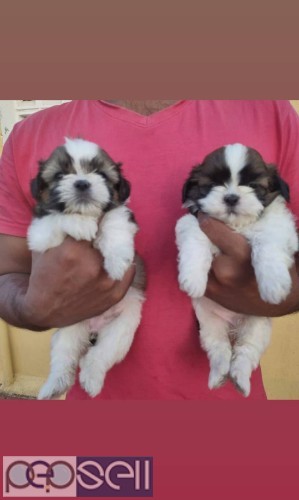 Shih Tzu adorable puppies healthy and active puppies 0 