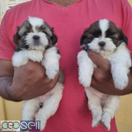 Shih Tzu adorable puppies healthy and active puppies 2 
