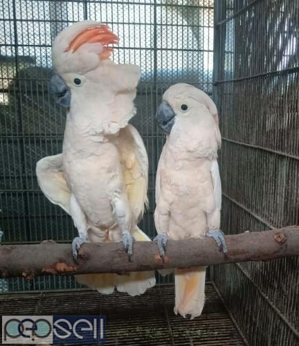 we have healthy Cockatoo chicks and breeder pairs for sale whatsapp us  0 