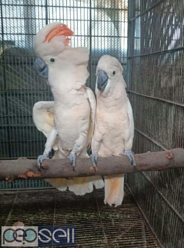 we have healthy Cockatoo chicks and breeder pairs for sale whatsapp us  1 