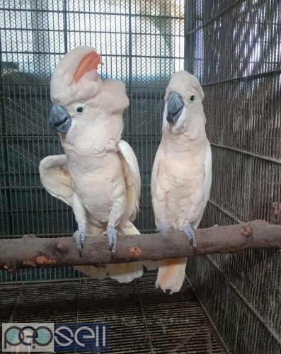 we have healthy Cockatoo chicks and breeder pairs for sale whatsapp us  2 