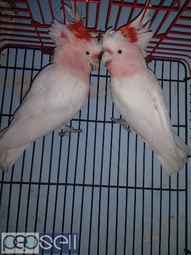 we have healthy Cockatoo chicks and breeder pairs for sale whatsapp us  3 