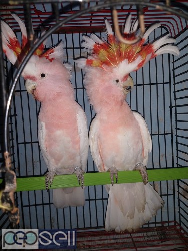 we have healthy Cockatoo chicks and breeder pairs for sale whatsapp us  4 