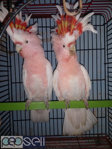 we have healthy Cockatoo chicks and breeder pairs for sale whatsapp us 5 