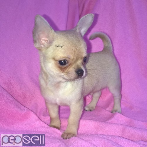 CHIHUAHUA PUPPIES FOR SELL TRUST KENNEL 0 