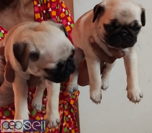 Pug Puppy available for sale 1 