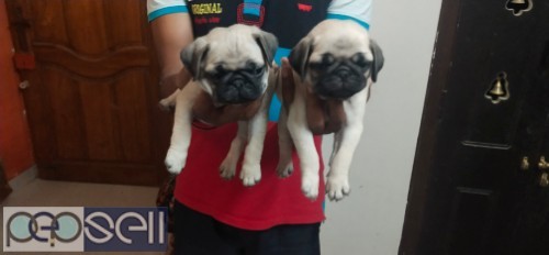 Pug puppies for sale 0 