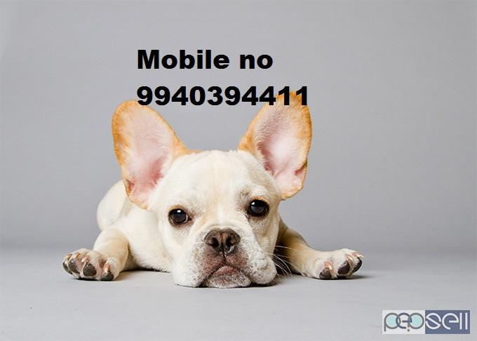 French bulldog puppies for available in Chennai 0 