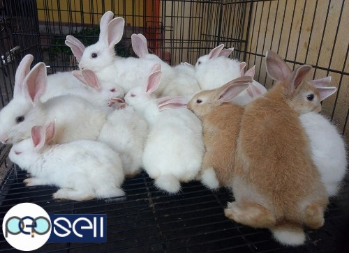 Small rabbits for sale! 0 