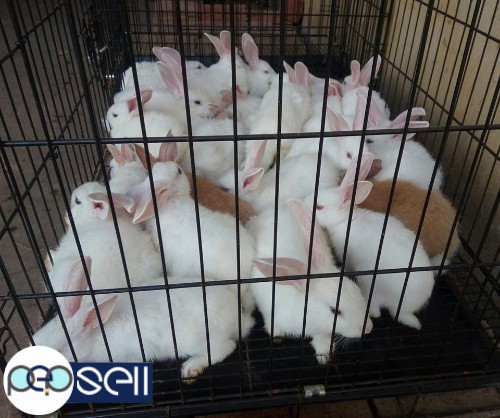 Small rabbits for sale! 1 