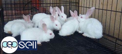 Small rabbits for sale! 2 
