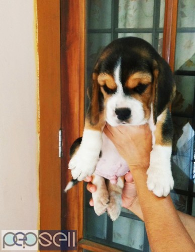 KCI Certified Champion & Import Lineage Beagle Male Puppy Available In Ernakulam.  1 