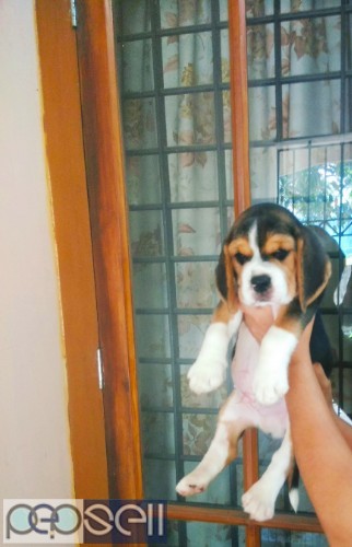 KCI Certified Champion & Import Lineage Beagle Male Puppy Available In Ernakulam.  0 