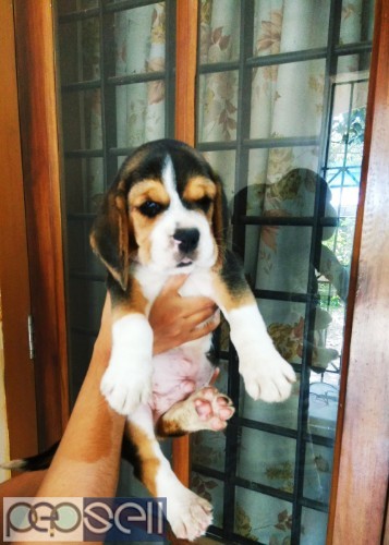 KCI Certified Champion & Import Lineage Beagle Male Puppy Available In Ernakulam.  2 